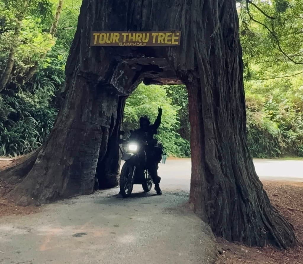 Rider driving through the Tour Thru Tree tunnel in a redwood