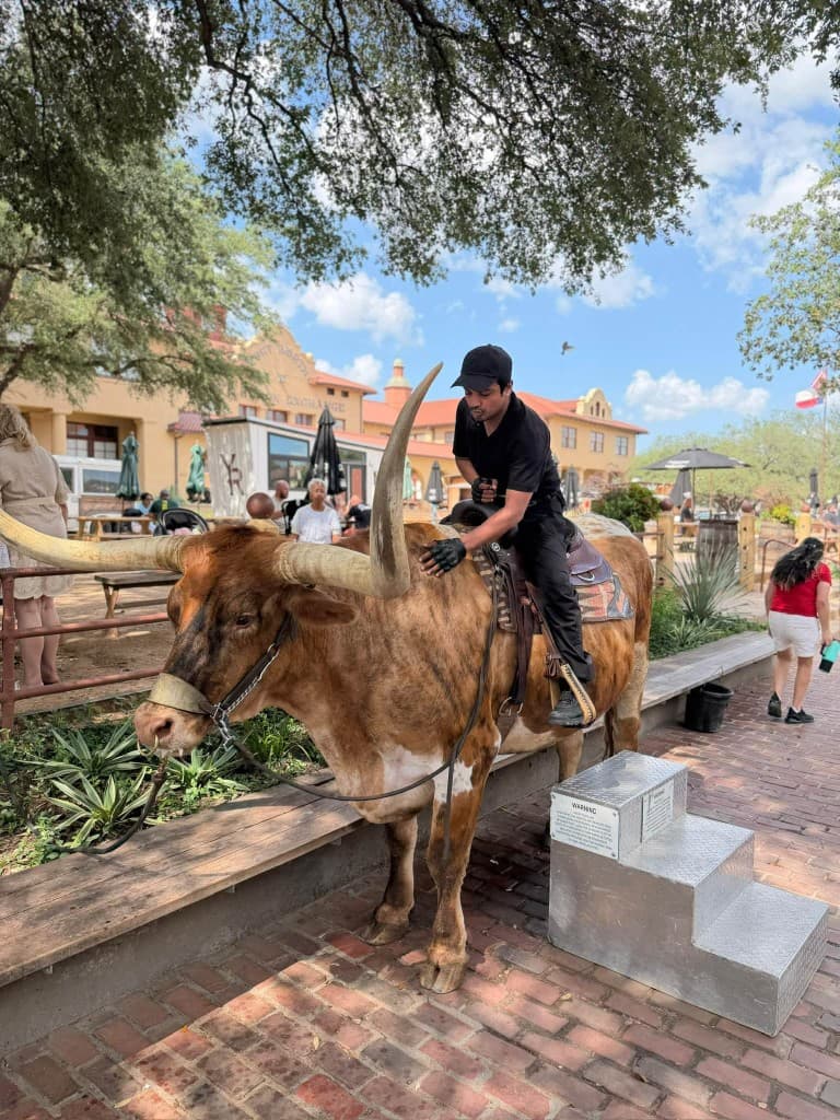 Texas Longhorn at Fort Worth Stockyards